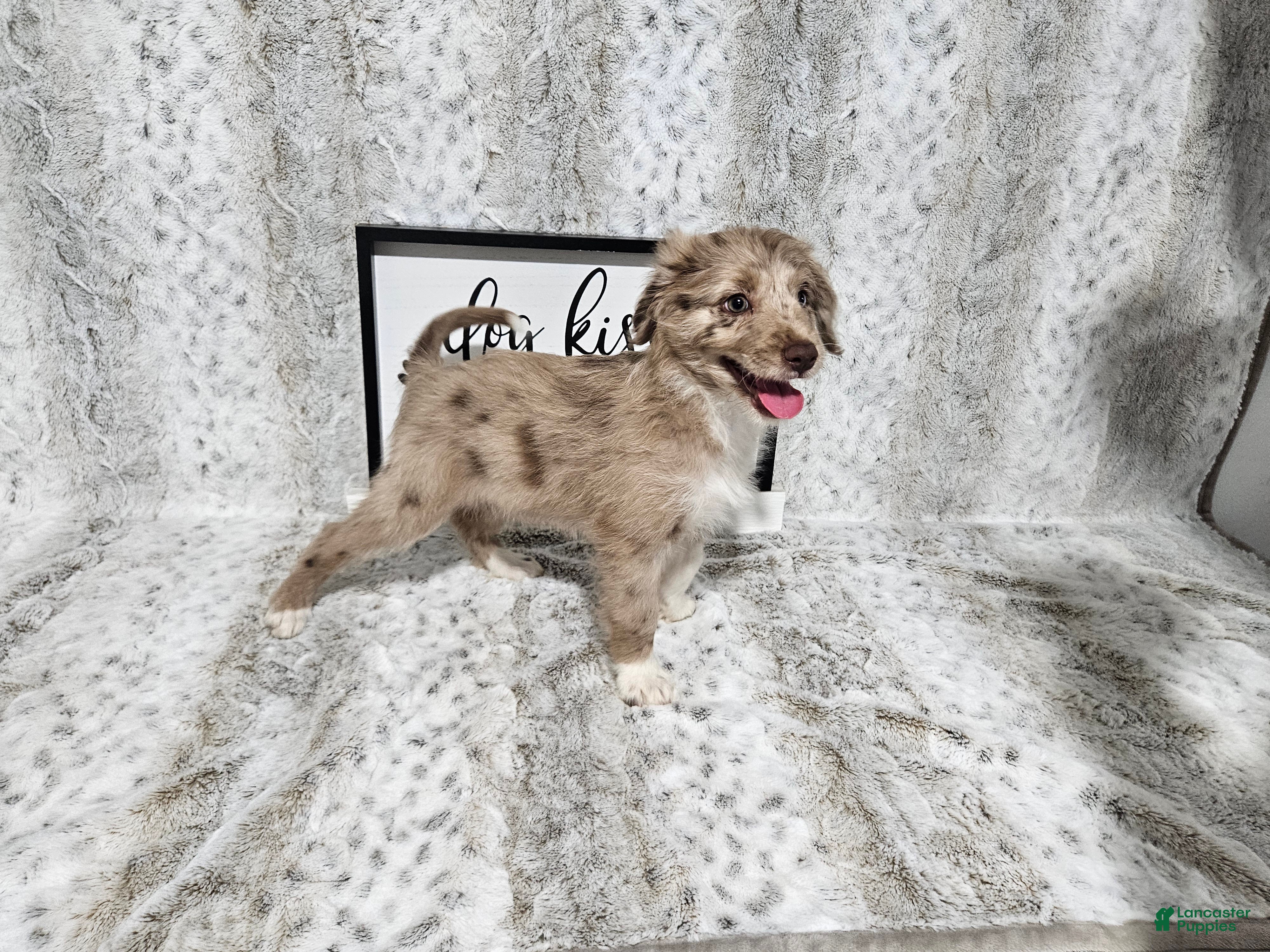 Mini Aussiedoodle dogs F1 Strawberry - Ad 38