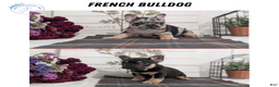 French Bulldog dogs for sale: Shiloh - Ad 17