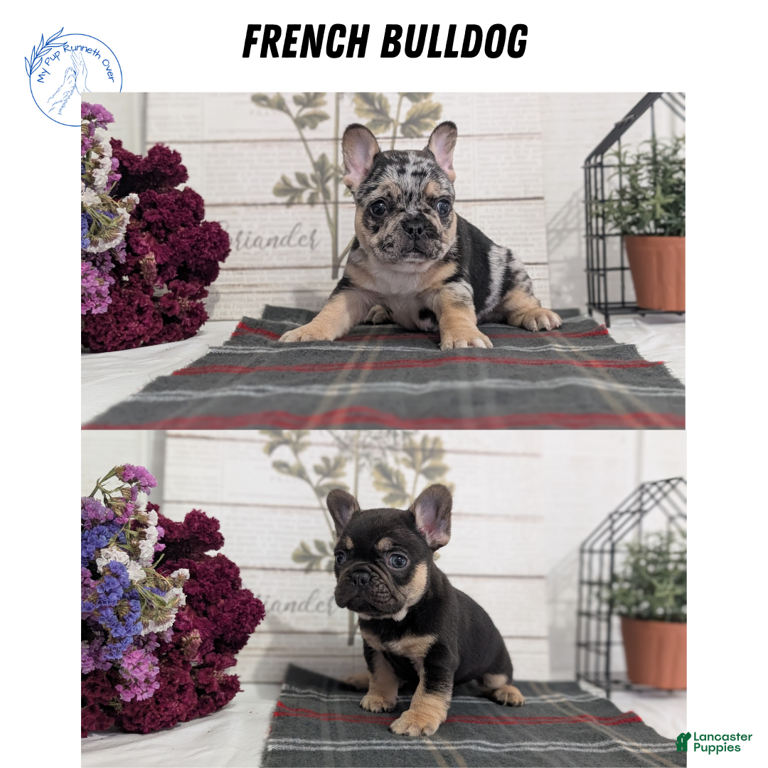 French Bulldog dogs for sale: Shiloh - Ad 17