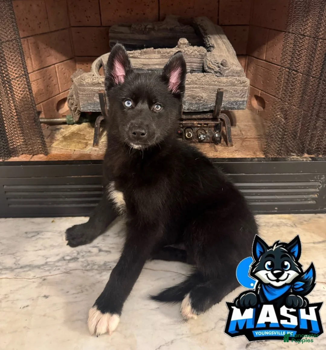 Siberian Husky dogs for sale: Yam - Ad 1