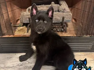 Siberian Husky dogs Siberian Husky Male 4 - Ad 16