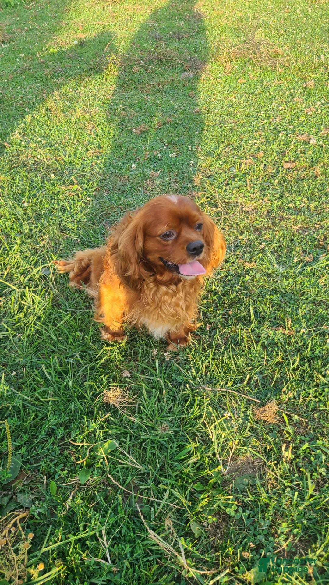 Cavalier King Charles Spaniel dogs for sale: Lucky - Ad 7