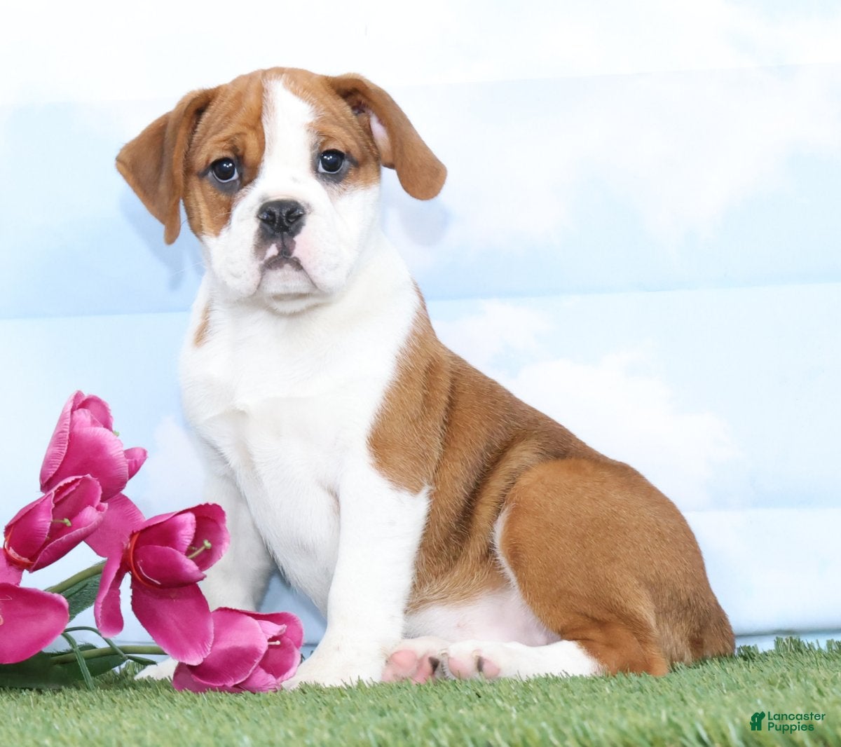 Mixed Breed dogs Cheyenne - Ad 1