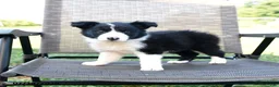 Border Collie dogs for sale: Twinkle - Ad 2