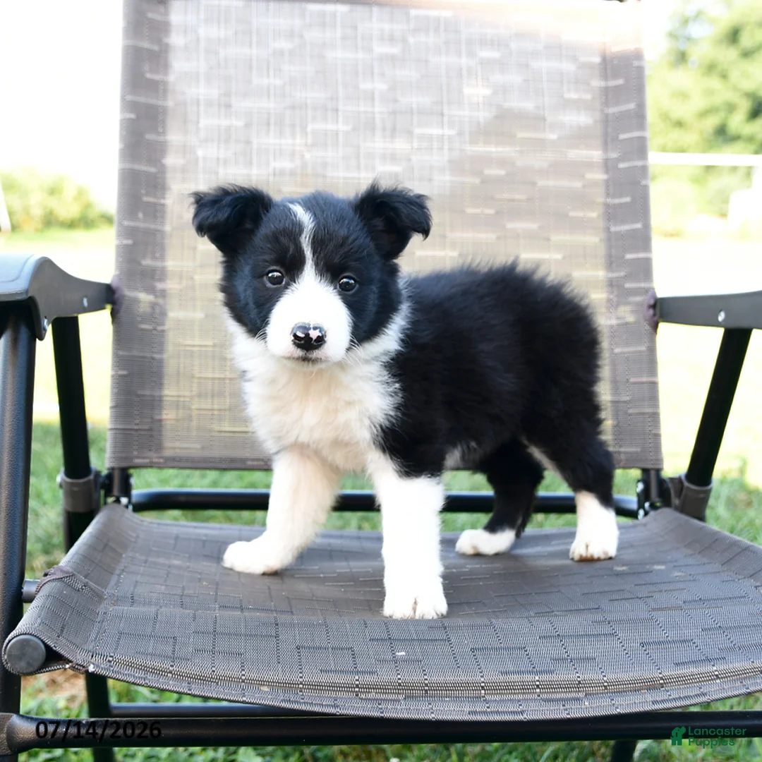 Border Collie dogs for sale: Twinkle - Ad 2