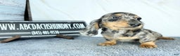 Dachshund dogs for sale: Ch Harriet LH dappleAkc - Ad 14
