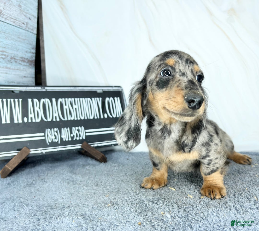 Dachshund dogs for sale: Ch Harriet LH dappleAkc - Ad 14