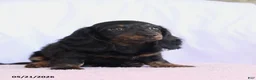 Miniature Dachshund dogs for sale: Charm - Ad 3