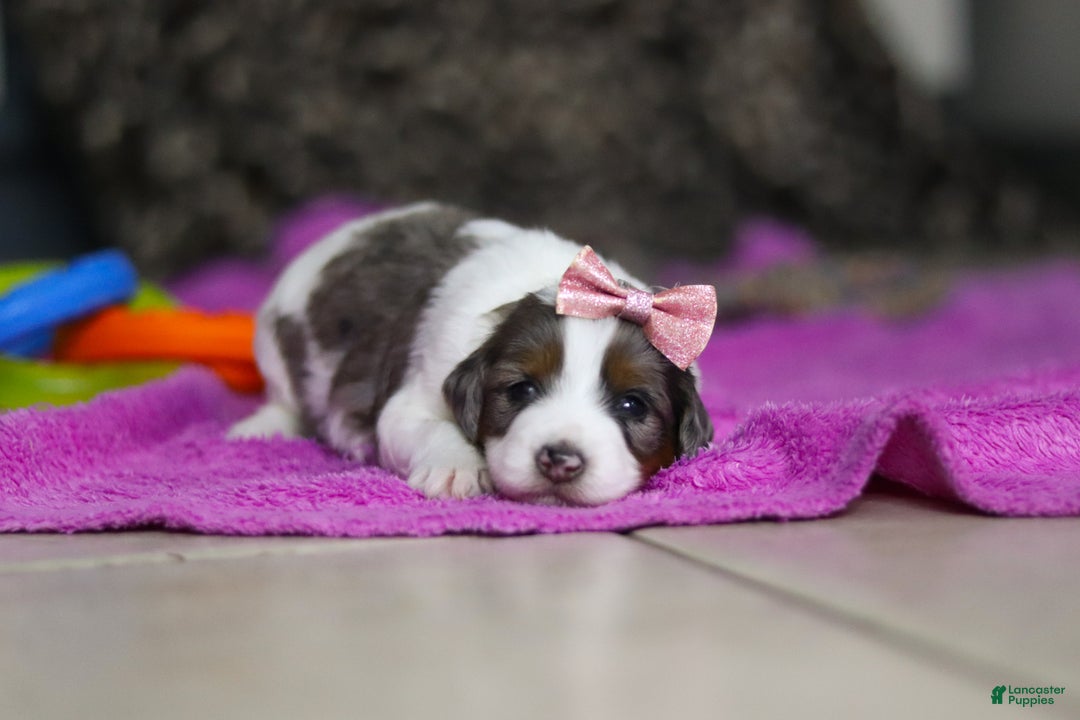 Mini Bernedoodle dogs for sale: Destiny — Female — $1999 - Ad 4