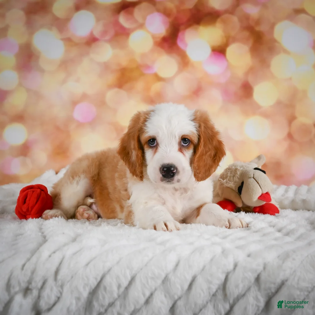 Mini Bernedoodle dogs for sale: Marvin - Ad 1