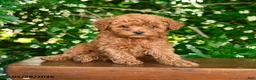 Toy Poodle dogs for sale: Salem - Ad 3