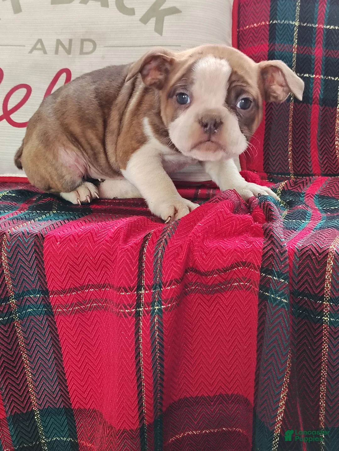 Olde English Bulldogge dogs for sale: Tonya - Ad 4