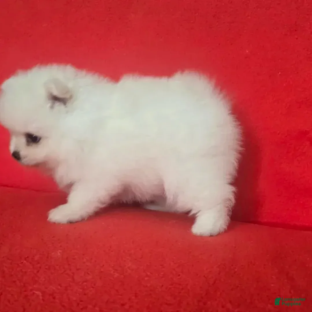 Pomeranian dogs for sale: Pomeranian 3 - Ad 1