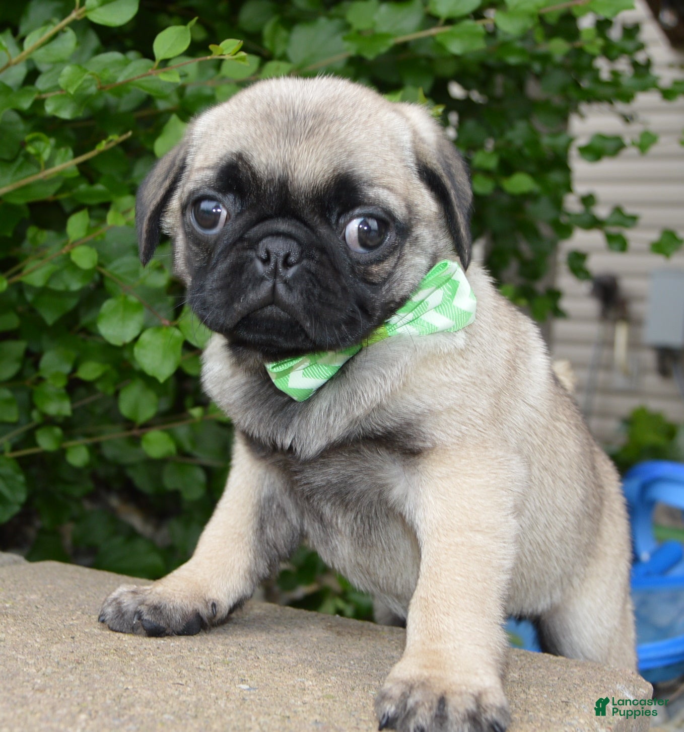Pug dogs Pearl - Ad 2