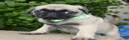 Pug dogs for sale: Pearl - Ad 2