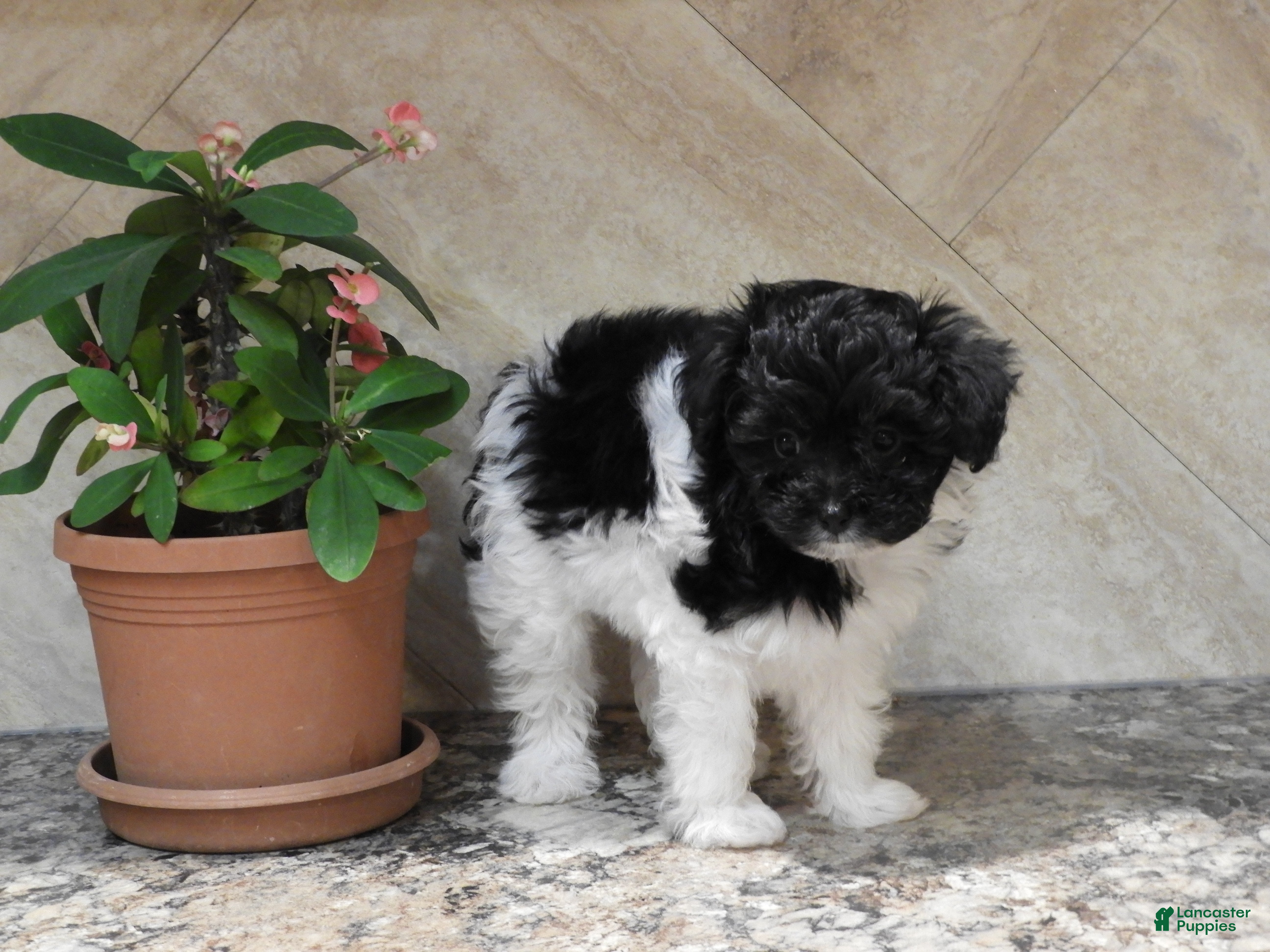 Pomapoo dogs Kasper - Ad 6