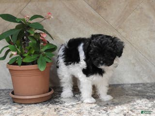 Pomapoo dogs Kasper - Ad 3