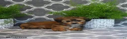 Shorkie dogs for sale: Olive  - Ad 3
