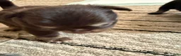 Chihuahua dogs for sale: AKC Baby face Archie ,chocolate tri color  - Ad 13