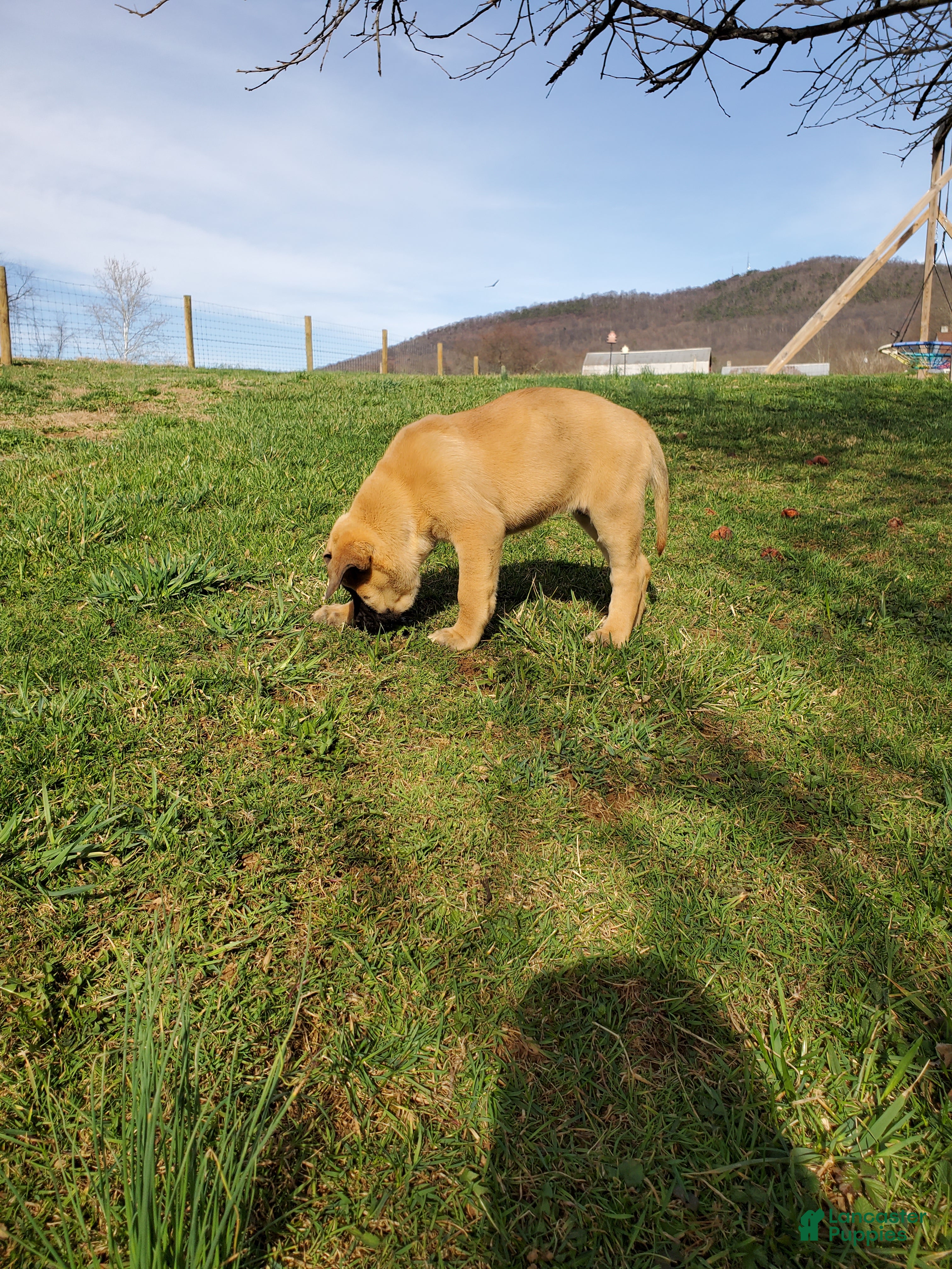English Mastiff dogs Ryleigh - Ad 2