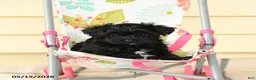 Yorkiepoo dogs for sale: Celeste - Ad 1