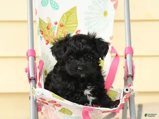 Yorkiepoo dogs for sale: Celeste - Ad 2