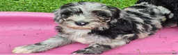 Mini Sheepadoodle dogs for sale: Cosmo - Ad 6