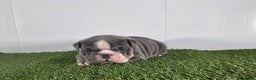 Olde English Bulldogge dogs for sale: Rocco  - Ad 2