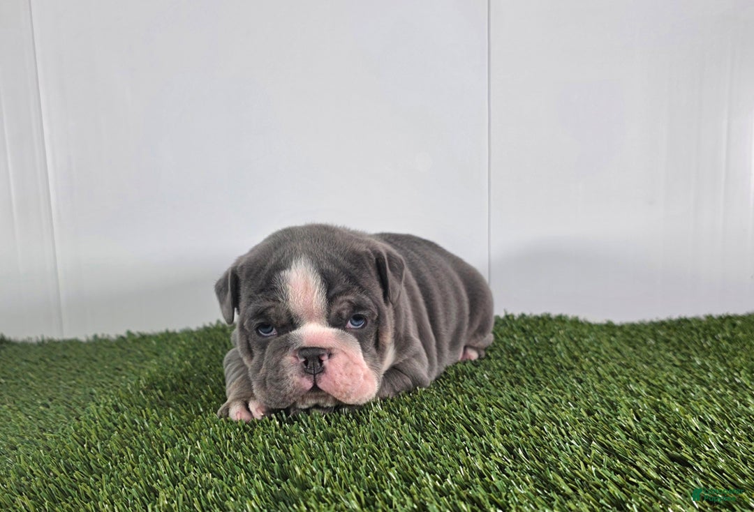 Olde English Bulldogge dogs for sale: Rocco  - Ad 2