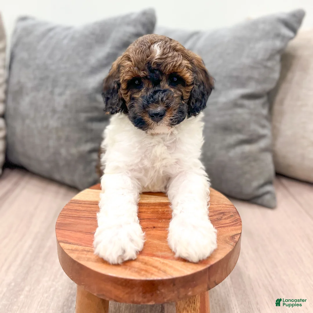 Miniature Poodle dogs for sale: Conner - Ad 2