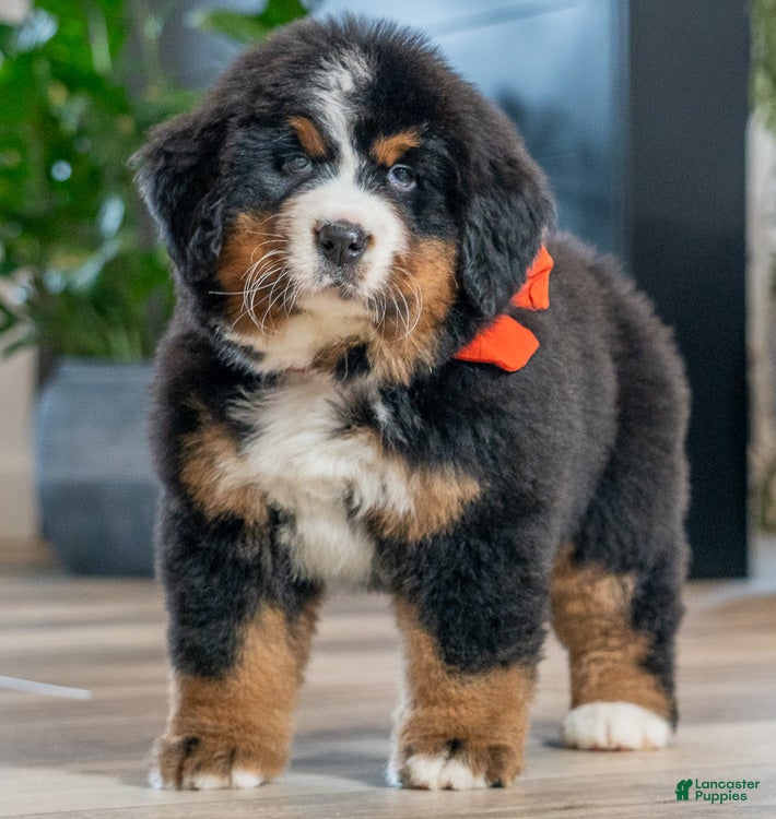 Bernese Mountain Dog dogs for sale: Harper - Ad 1