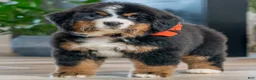 Bernese Mountain Dog dogs for sale: Harper - Ad 1