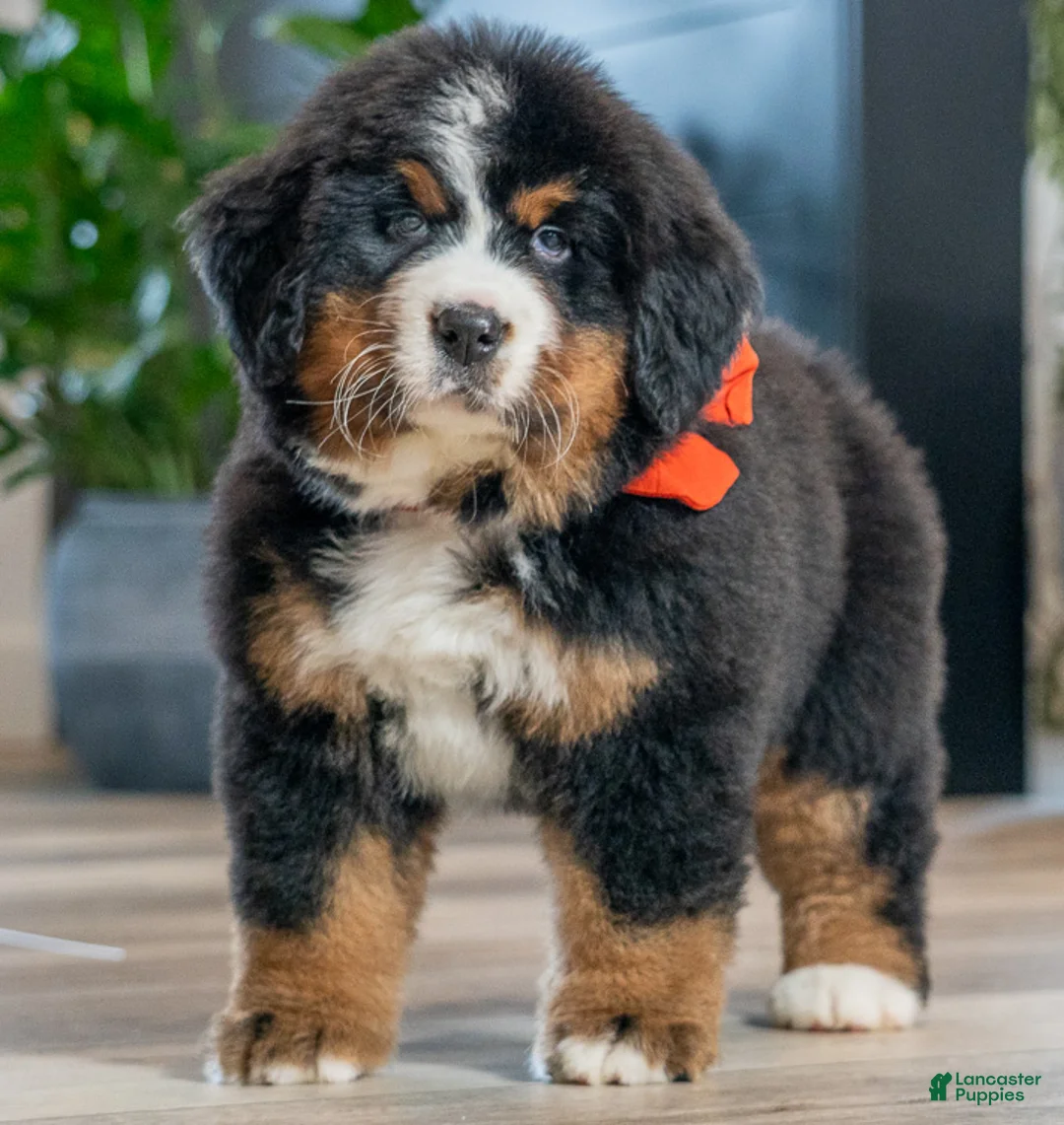 Bernese Mountain Dog dogs for sale: Harper - Ad 1