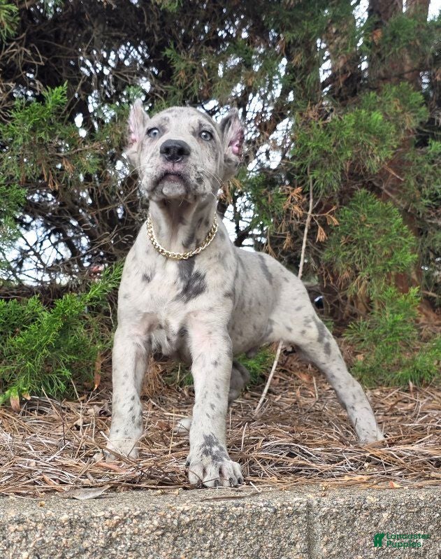 Cane Corso dogs CLOUD BLUE - Ad 1