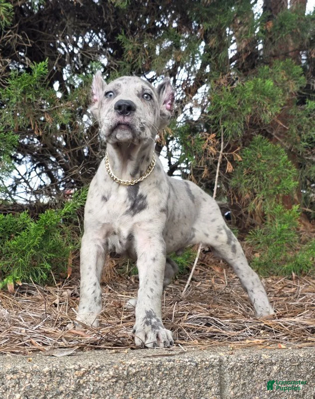 Cane Corso dogs for sale: CLOUD BLUE - Ad 1