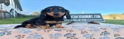 Miniature Dachshund dogs for sale: Russian male - Ad 6