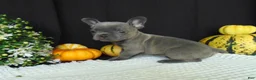 French Bulldog dogs for sale: Missy - Ad 6
