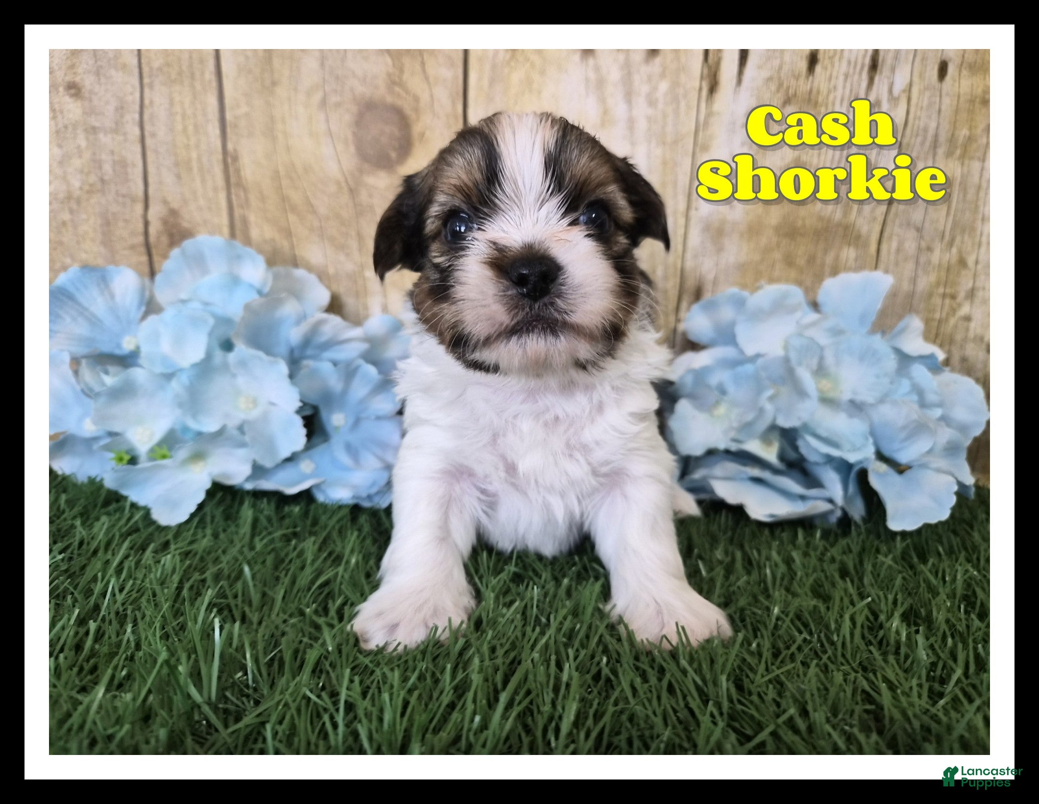 Shorkie dogs Cash - Ad 11