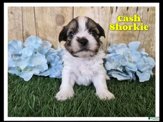Shorkie dogs Cash - Ad 11