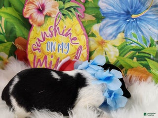 English Springer Spaniel dogs - Ad 1