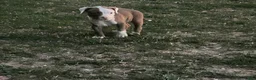 American Bully dogs for sale: American Bully Puppy 3 - Ad 1