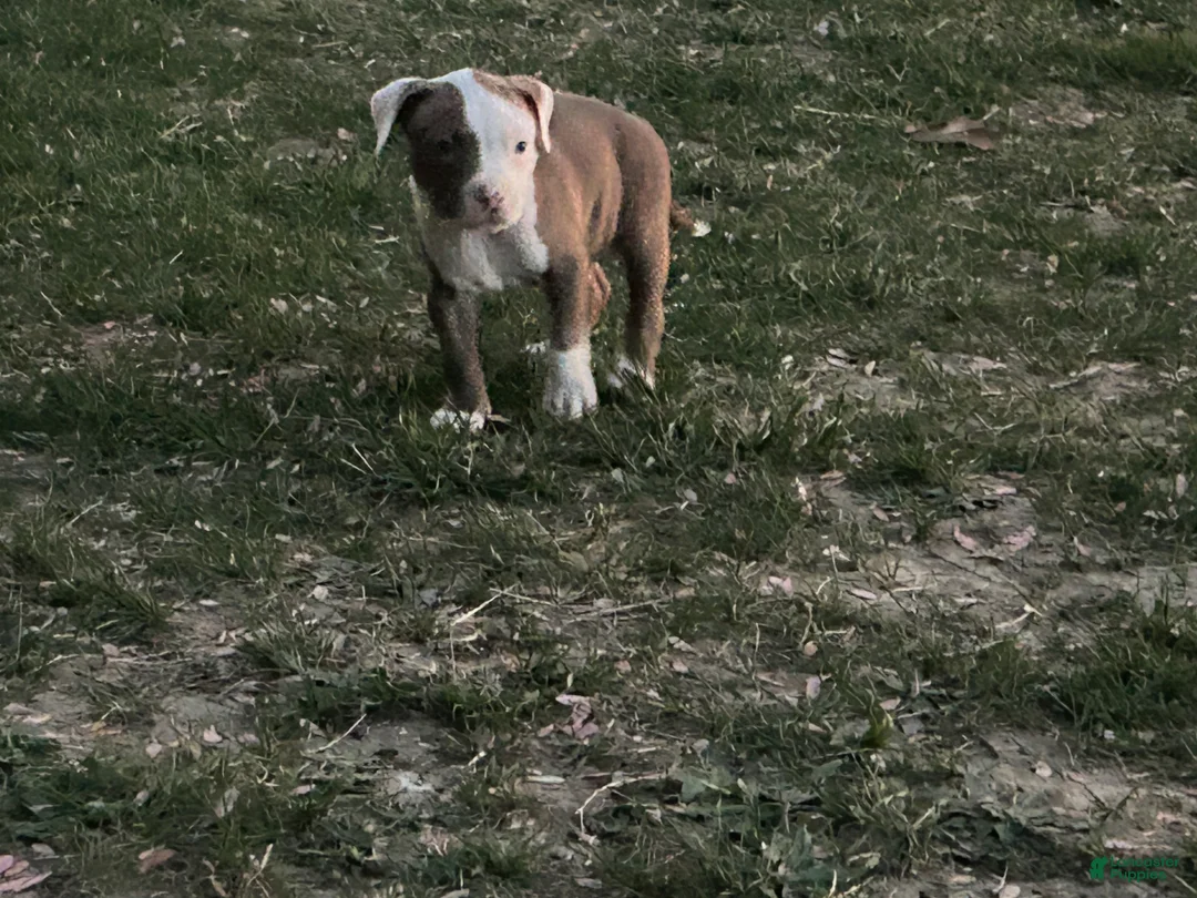 American Bully dogs for sale: American Bully Puppy 3 - Ad 1