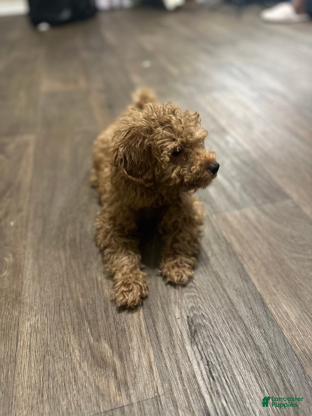 Goldendoodle dogs for sale: Jaxon - Ad 9