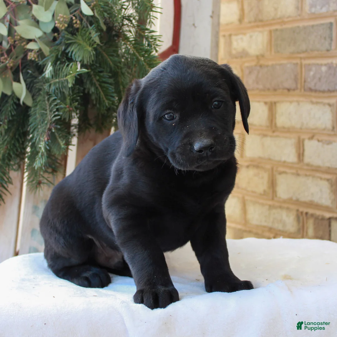 Labrador Retriever dogs for sale: Braiden  - Ad 1