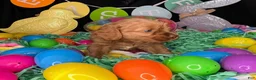 Cockapoo dogs for sale: Chevelle - Ad 9
