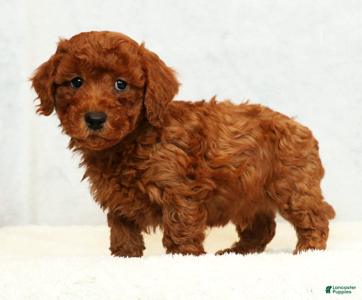 Bichpoo dogs Ender - Ad 10