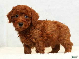 Bichpoo dogs Ender - Ad 15