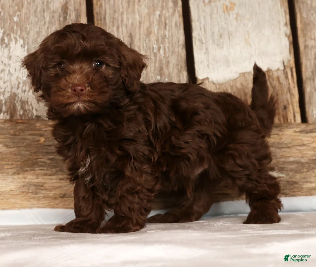 Havapoo dogs for sale: Dozer - Ad 2