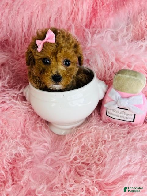 Toy Poodle dogs Toy Poodle Puppy 1 - Ad 1
