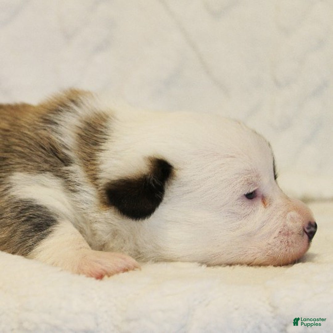 Welsh Corgi Pembroke dogs for sale: Elsa Genetically CLEAR - Ad 4